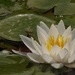Waterlily by radiogirl