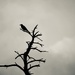 Quoth the Raven… by ljmanning