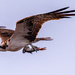 This Osprey Did Get It's Lunch! by rickster549