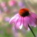 Petal Umbrella by lynnz