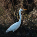 Kōtuku/White heron