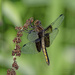 Dragonfly Season by bluemoon