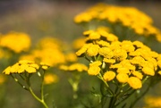 25th Jul 2025 - Tansy