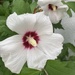 White Rose of Sharon by spanishliz