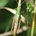 Grasshopper from above  by dragey74