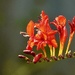 Crocosmia 