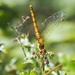Mrs Common Darter 