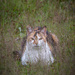 Predator in the grass by helstor365