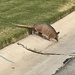 On my walk this morning I saw - an armadillo by louannwarren