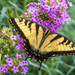 Eastern Tiger Swallowtail by kvphoto