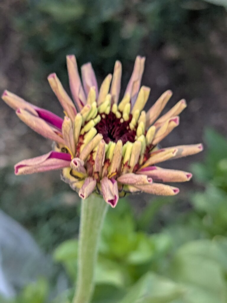 On the way to an unfurled zinnia! by wakuwaku