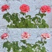 Aging beautifully… by beverley365