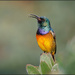 A very vocal parent by ludwigsdiana