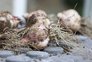 26th Jul 2025 - Garden Garlic
