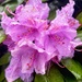 Rhododendrons by rensala