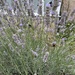 The bees and the lavender 
