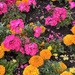 Orange and Pink