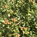 Apples 