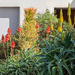 Estate flowers 6