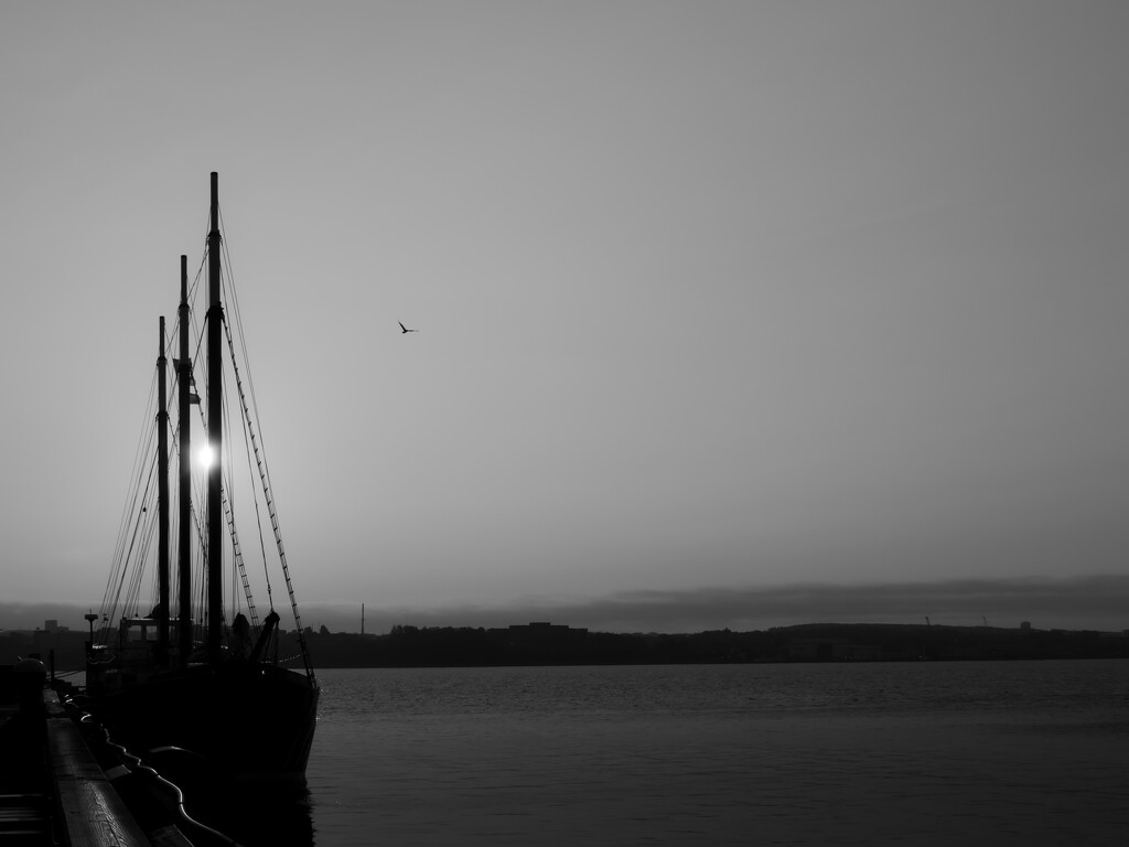 boat and bird by northy