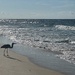 Heron