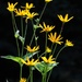 Yellow flowers