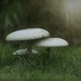 Toadstools