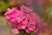 26th Jul 2025 - Dianthus ~~~~~~