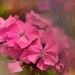 Dianthus ~~~~~~