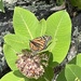 Monarch Butterfly 