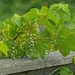 Future Grapes