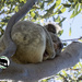 tuck in those fingers and toes by koalagardens