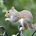 Squizzer naughty boy  by rosiekind