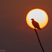 Sunrise Silhouette