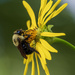 Bumble Bee