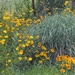 Self-Seeded Flowers