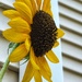 Still Standing 🌻 by marylandgirl58