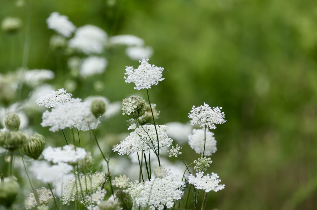 The Meadow in Summer by corinnec
