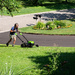 Pam mowing the lawn