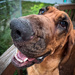 Smiling dog - no bueno