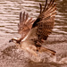 One More of the Osprey From the Other Day!