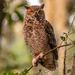 Great Horned Owl, Juvenile!