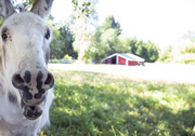 26th Jul 2025 - HeeHaw