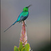 In all his glory by ludwigsdiana