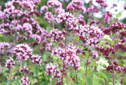 27th Jul 2025 - Oregano