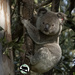bright eyed by koalagardens
