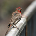 Male House Finch