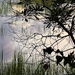 High tide marsh scene