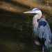 Blue Heron