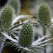 Sea Holly by 30pics4jackiesdiamond